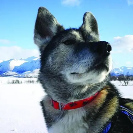 Northern Lights - Andoya/vesteralen * Risoyhamn