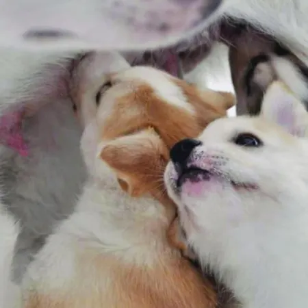 Northern Lights - Andoya/vesteralen 山林小屋 Risoyhamn