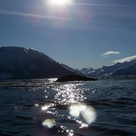 山林小屋 Northern Lights - Andoya/vesteralen *