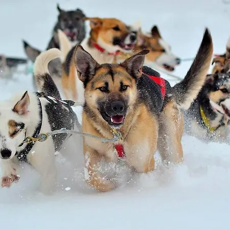 山林小屋 Northern Lights - Andoya/vesteralen