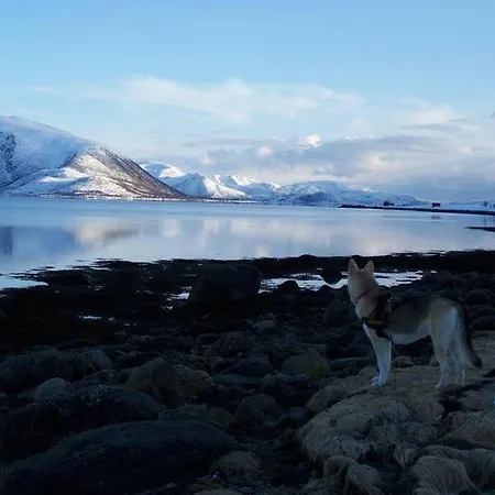 Northern Lights - Andoya/vesteralen *