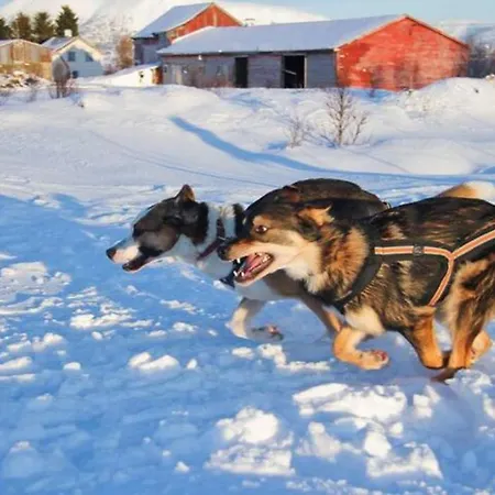 山林小屋 Northern Lights - Andoya/vesteralen Risoyhamn