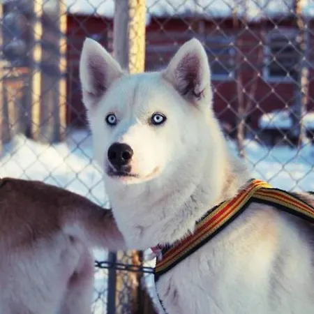 Northern Lights - Andoya/vesteralen