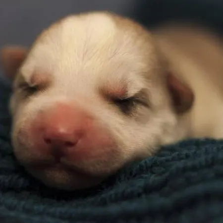 Northern Lights - Andoya/vesteralen * Risoyhamn