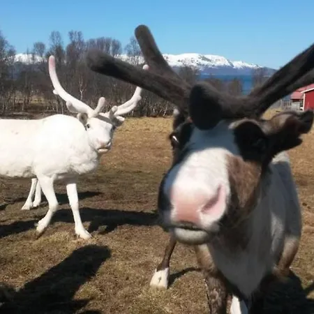 Northern Lights - Andoya/vesteralen * Risoyhamn