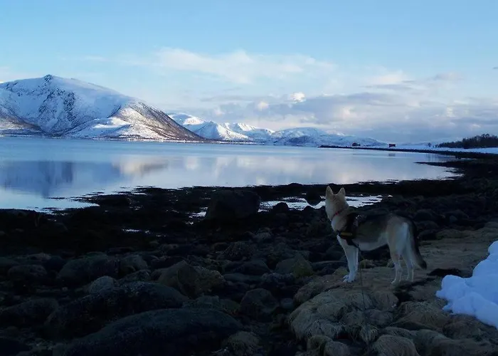 Northern Lights - Andoya/vesteralen *